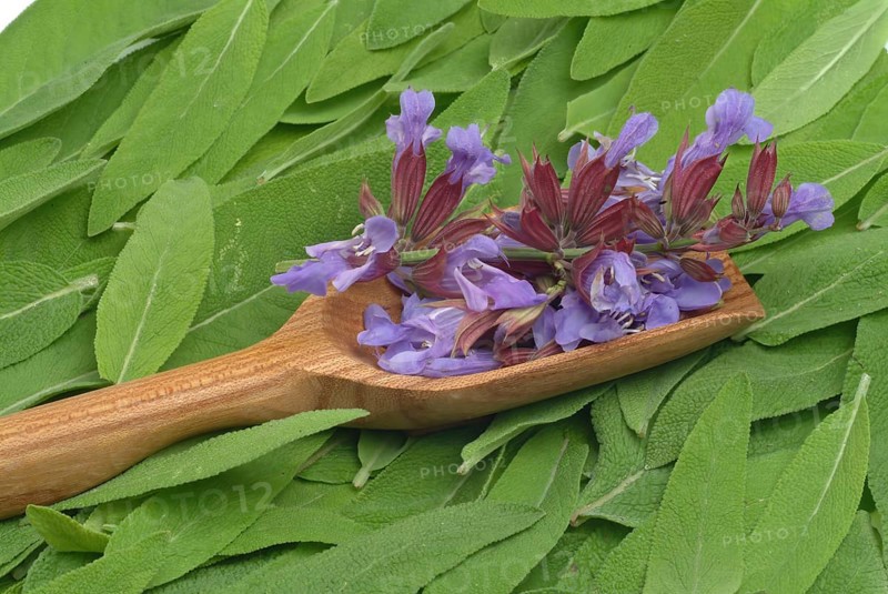 Common sage