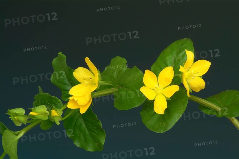 Creeping jenny