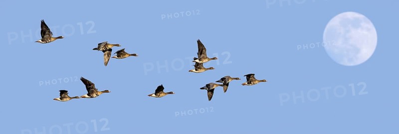 Full moon and flock of white-fronted geese