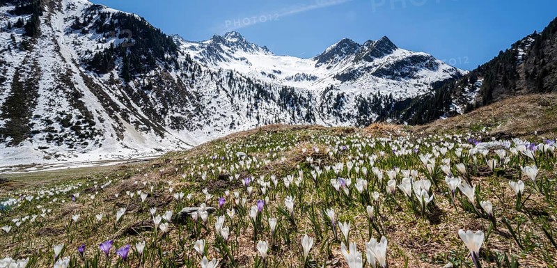 Meadow full of white and purple crocuses