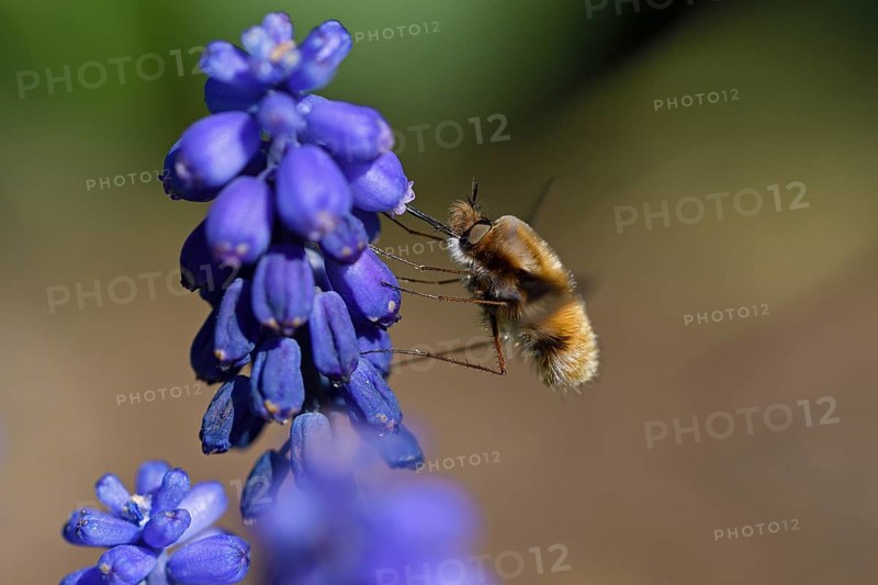 Large bee fly