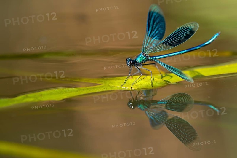 Banded demoiselle