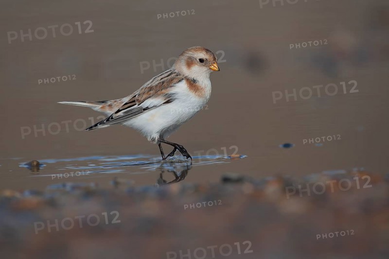 Snow bunting