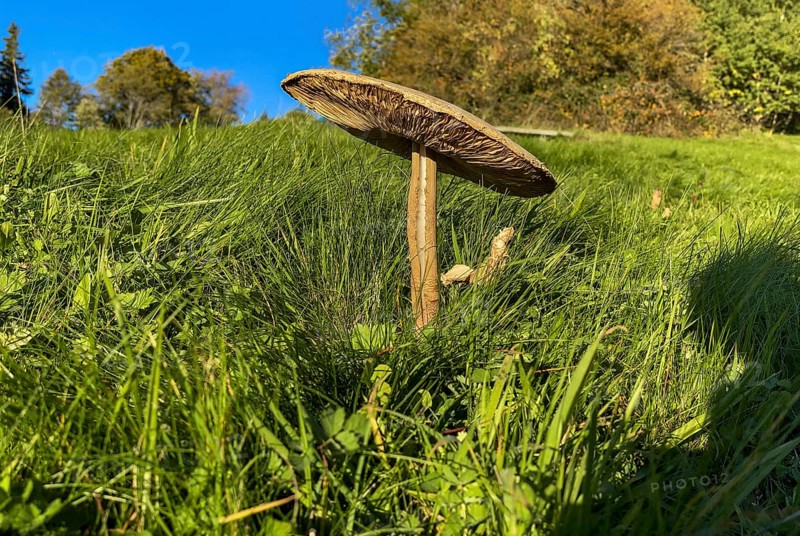 Field mushroom