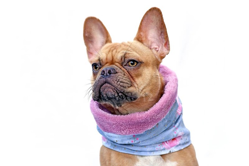 French Bulldog dog wearing warm loop scarf around neck to keep warm in cold temperatures isolated on white background