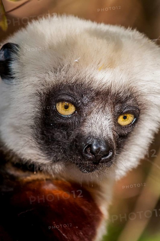 Coquerel's sifaka