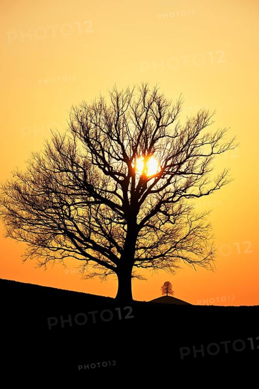Silhouettes of an oak tree
