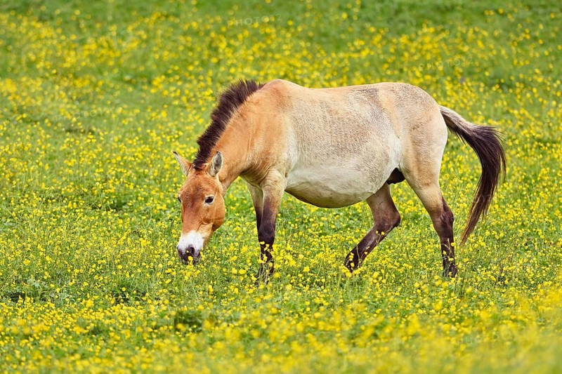 Przewalski's horse