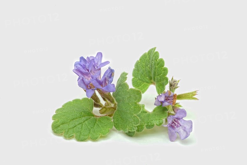 Medicinal plant Gundermann