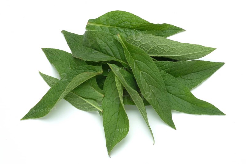 Medicinal plant common comfrey