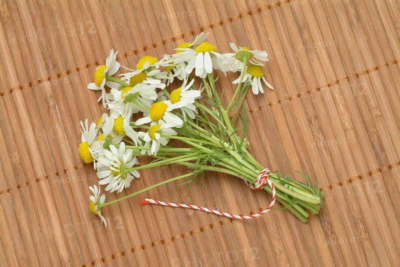 Medicinal plant Chamomile