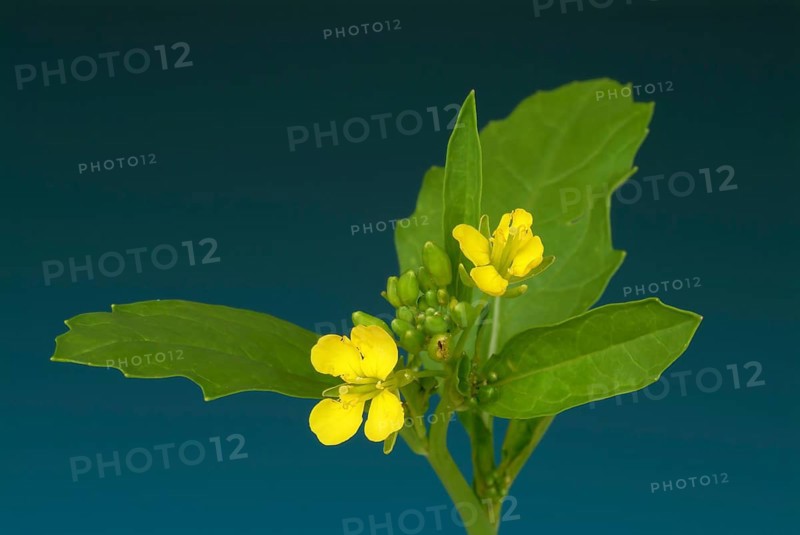 Black mustard