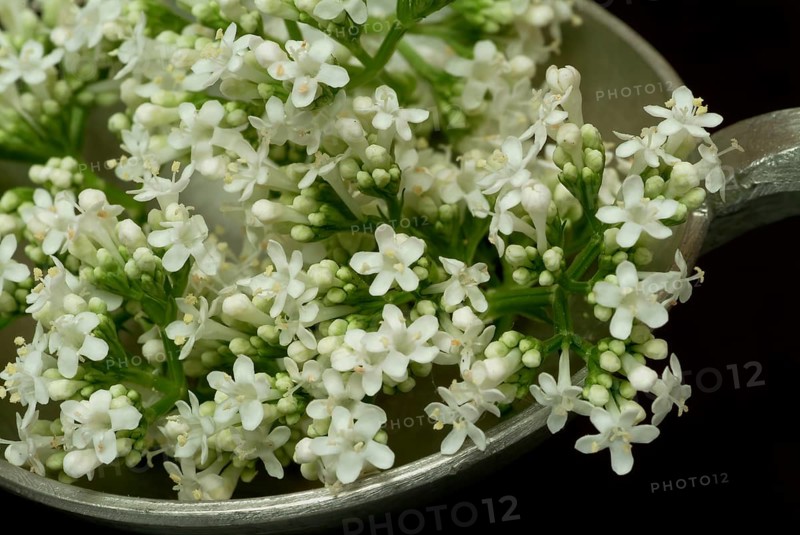 Valerian