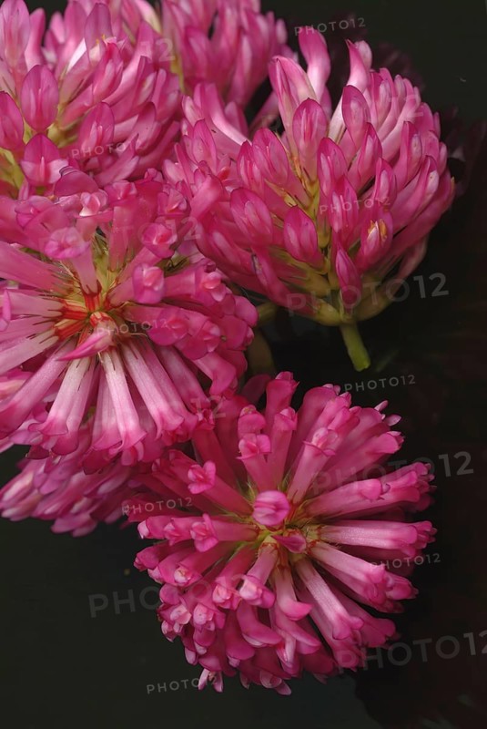 Meadow clover