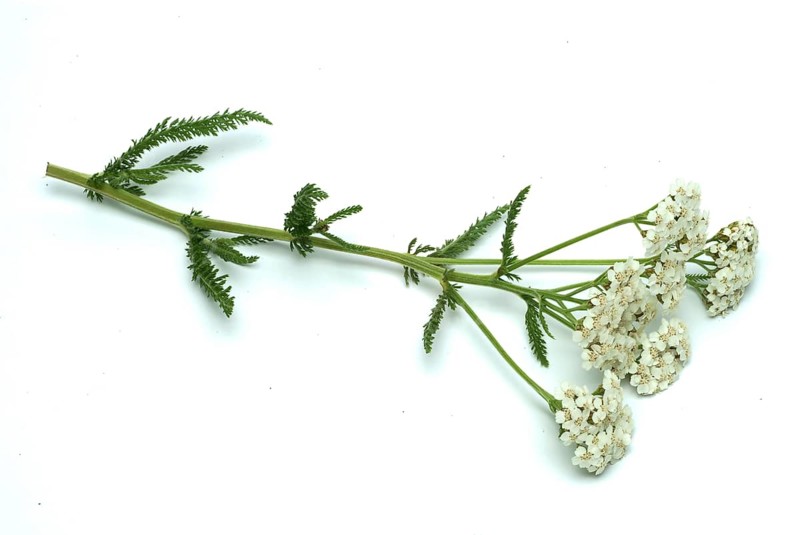 Common yarrow
