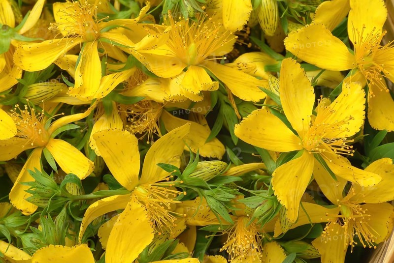 Medicinal plant St. John's wort