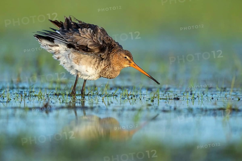 Black-tailed Godwit