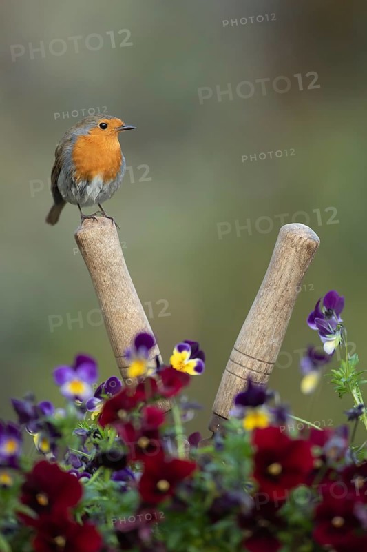 European robin