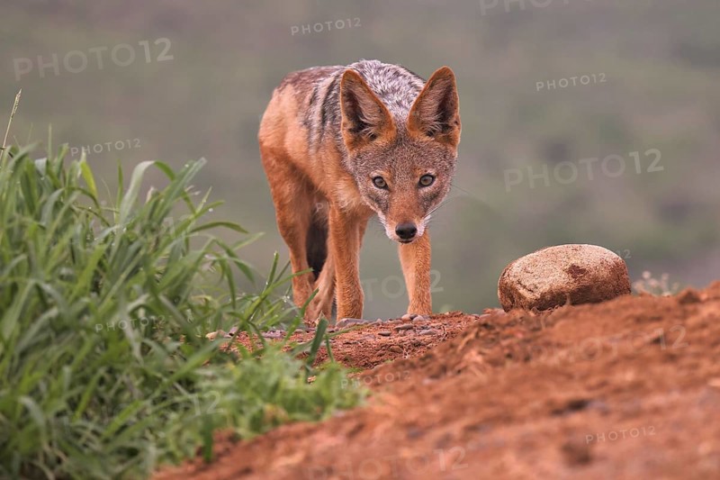 Black-backed jackal