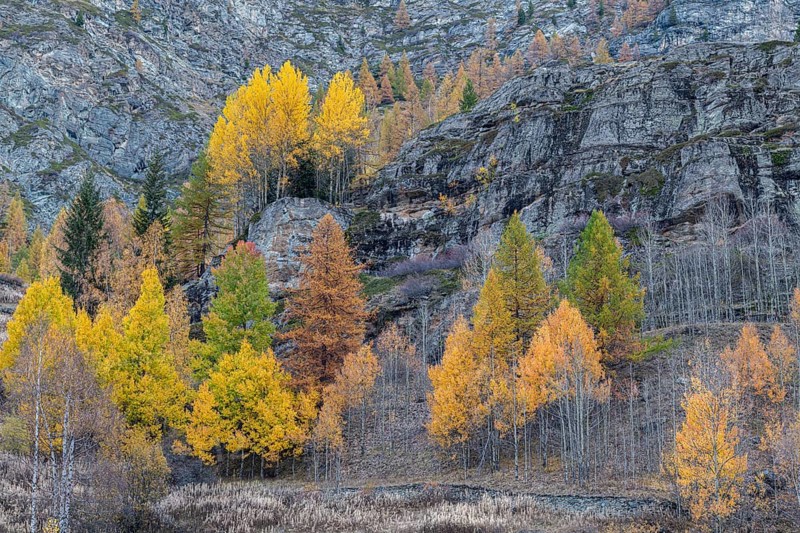 Autumn-coloured aspen or quaking aspen