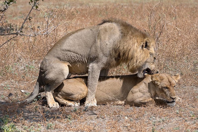 African lion