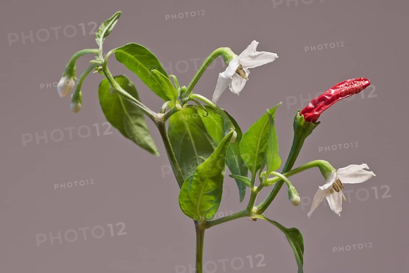 Birds eye chili