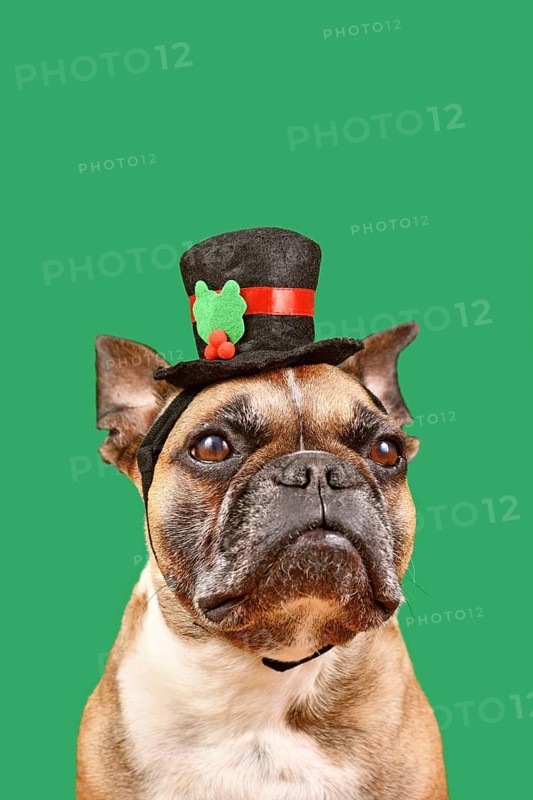 French Bulldog with snowman top hat in front of green background