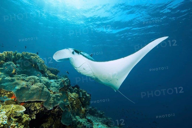 Pelagic manta ray