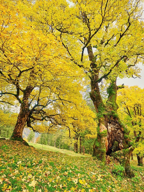 Forest of sycamore maple
