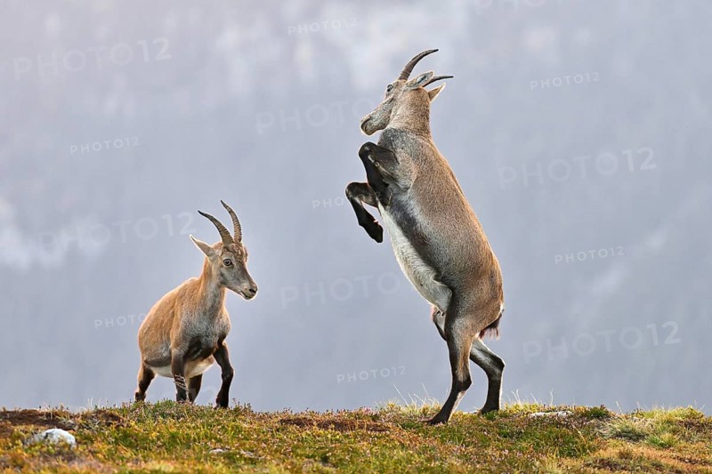 Two young alpine ibexes