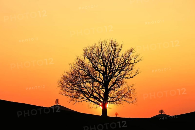 Silhouettes of an oak tree