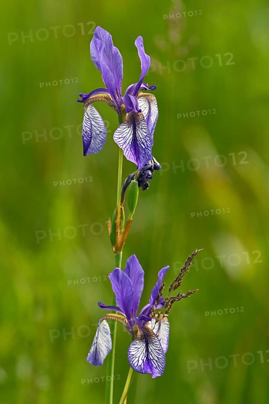 Siberian iris