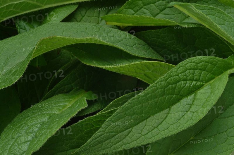 Medicinal plant common comfrey
