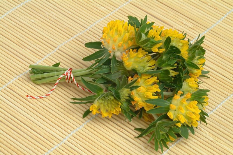 Common kidney vetch