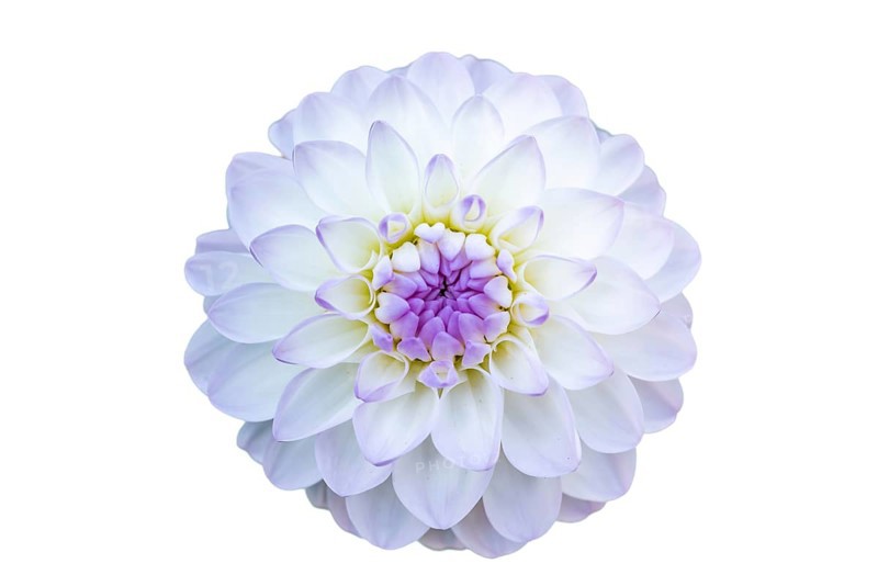 Dahlia blossom in decoration