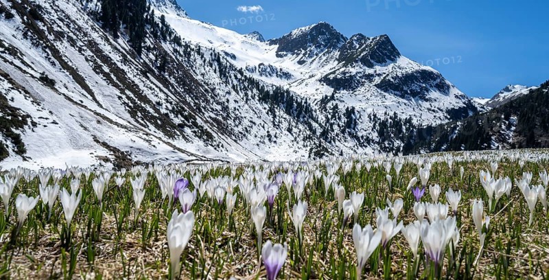 Meadow full of white and purple crocuses
