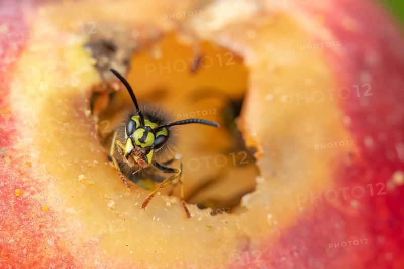 Common wasp