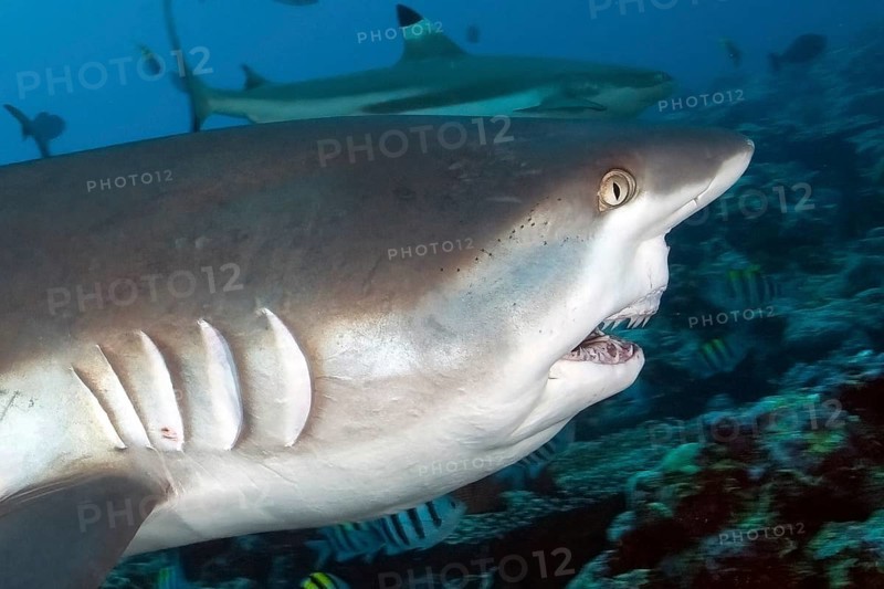 Close-up profile of head of large grey reef shark