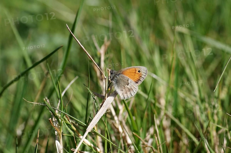 Small heath