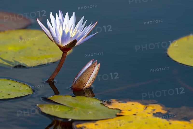 Water lilies