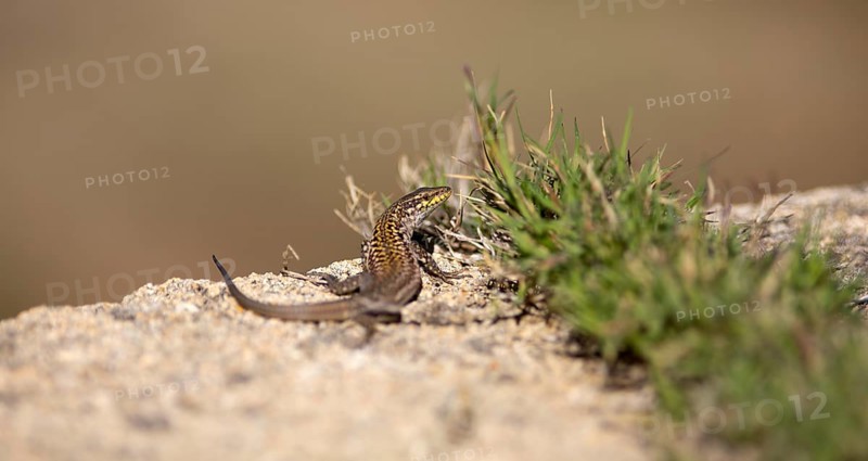 Tyrrhenian wall lizard