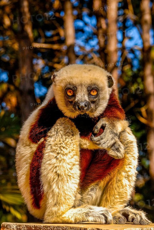 Coquerel-Sifaka