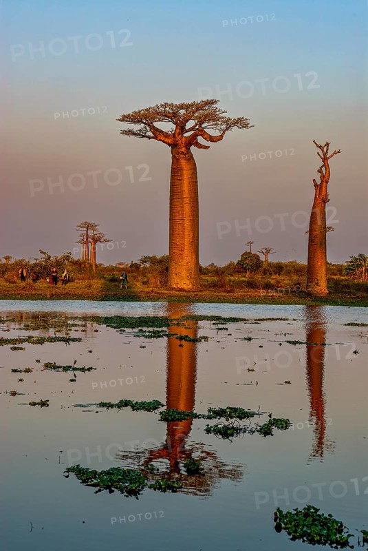Backlight of the Avenue de Baobabs at sunset near Morondavia