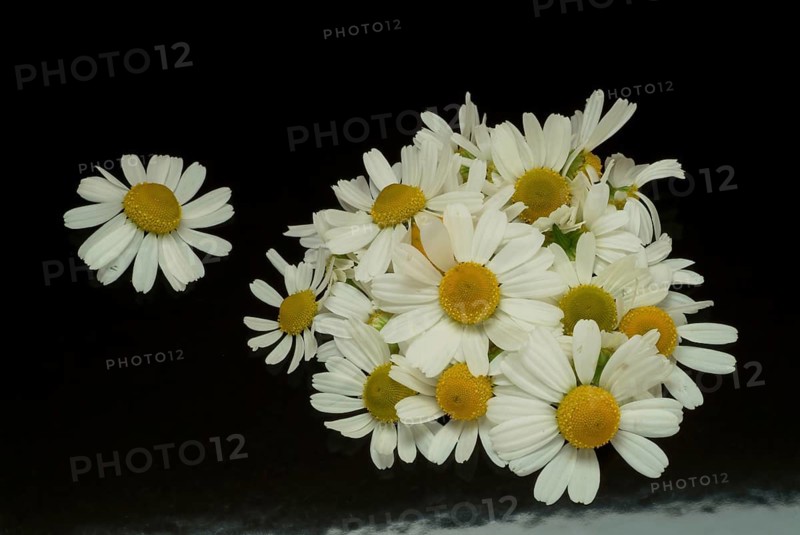 Medicinal plant Chamomile