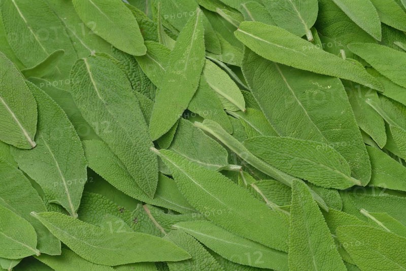 Common sage