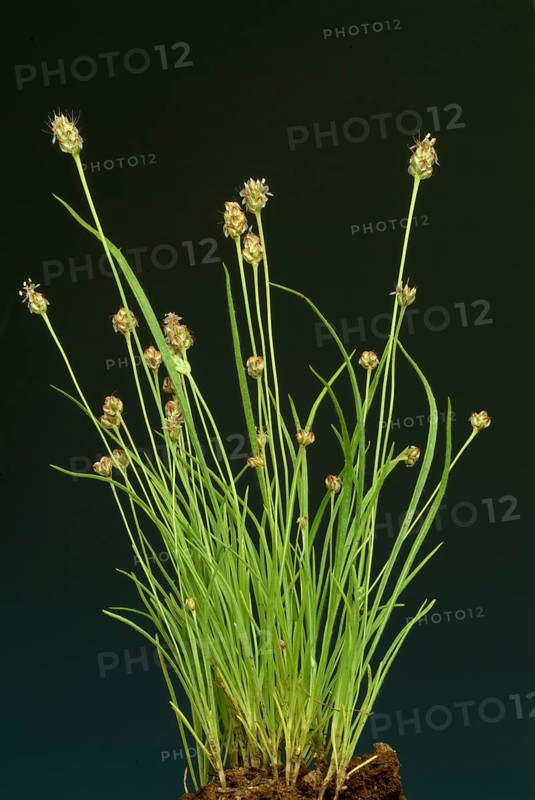 Plant species from the plantain genus