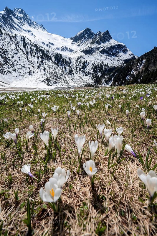 Meadow full of white and purple crocuses