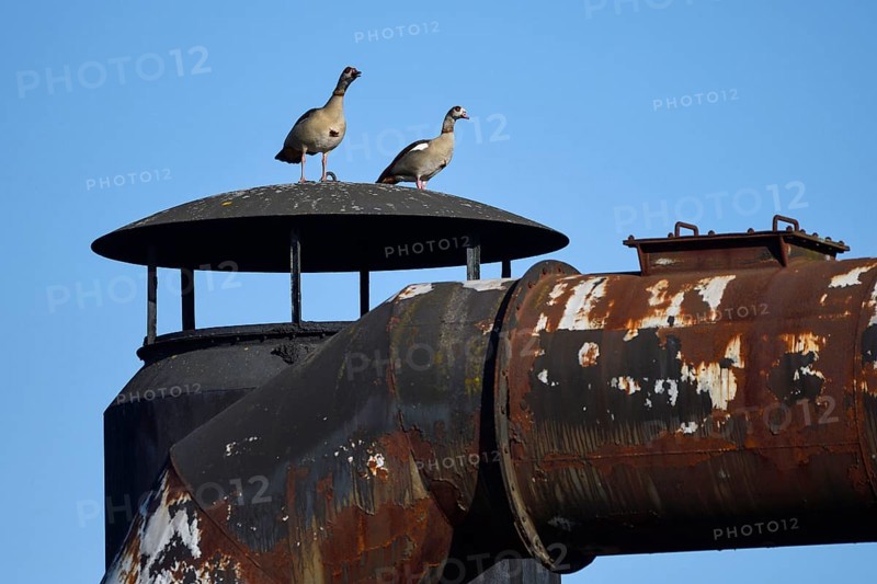 Egyptian goose