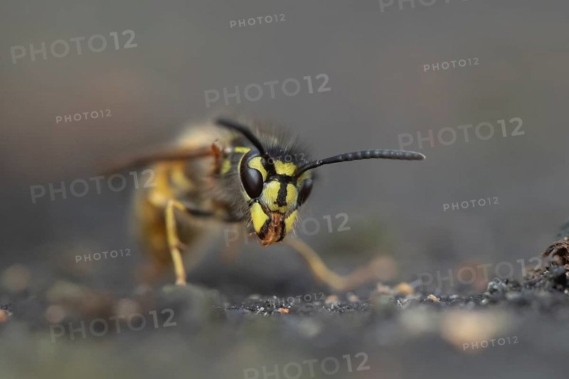 Common wasp