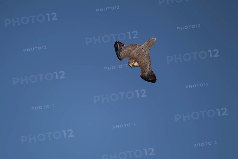 Lanner falcon